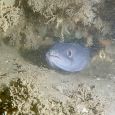 Conger (zeepaling)