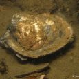 Zeeuwse oester